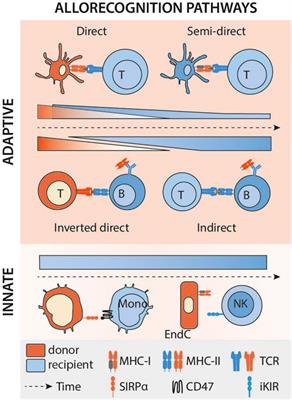 Allorecognition Unveiled: Integrating Recent Breakthroughs Into the Current Paradigm